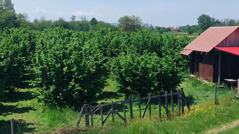 BRANKO PRODAJE PLANTAŽU LEŠNIKA Na ovom placu može da se razvije OZBILJAN BIZNIS, daje sve što ima