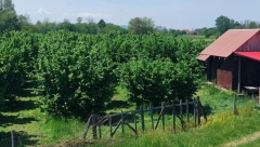 BRANKO PRODAJE PLANTAŽU LEŠNIKA Na ovom placu može da se razvije OZBILJAN BIZNIS, daje sve što ima