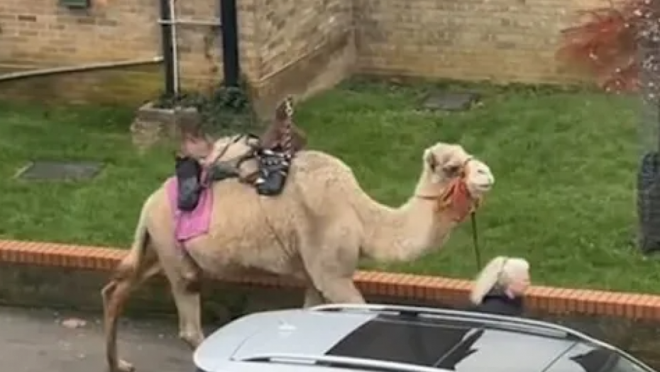 KAMILA ŠETA LONDONOM Žena opušteno izvela pustinjsku životinju na ulicu (FOTO)