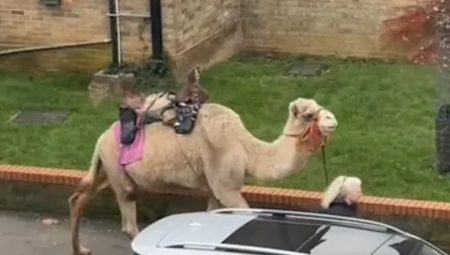 KAMILA ŠETA LONDONOM Žena opušteno izvela pustinjsku životinju na ulicu (FOTO)