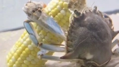 SNIMAK KAKAV NIKADA NISTE VIDELI! Vlasnik zabeležio nesvakidašnju situaciju, nasmejaće vas do suza (VIDEO)