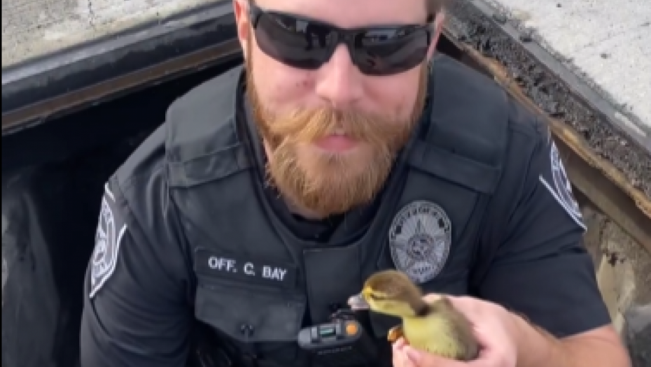 NESVAKIDAŠNJE SPASAVANJE PAČIĆA Evo kako je mama patka pomogla policajcima u SAD (VIDEO)