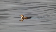 USLIKANA JE, SADA JE I ZVANIČNO Potvrđena nova vrsta ptice u Srbiji!