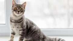 KO KAŽE DA NE MOGU ZAJEDNO Ovoj maci ne pada na pamet da ulovi pticu, samo da vidite šta je uradila, raspilavićete se!