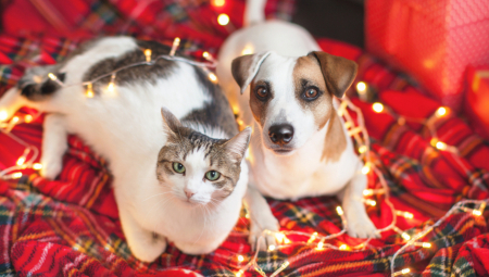 PRAZNICI SU TRAUMA ZA LJUBIMCE Kako da pomognete psu koji se plaši buke i sprečite mačku da sruši jelku