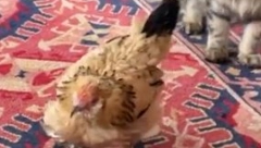 UGINULA NAJSTARIJA KOKOŠKA NA SVETU  Vlasnica od tuge ne može da dođe k sebi (VIDEO)