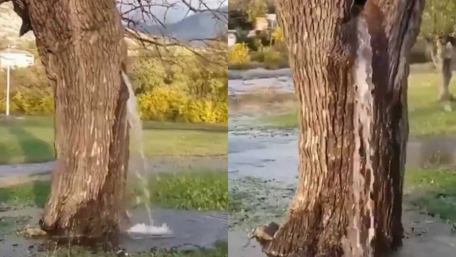 BIZARAN SLUČAJ IZ CRNE GORE ZGROZIO LJUDE Voda izvire iz drveta, evo kako je to moguće