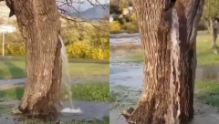 BIZARAN SLUČAJ IZ CRNE GORE ZGROZIO LJUDE Voda izvire iz drveta, evo kako je to moguće