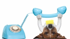 LJUBAV PREKO ŽICE Ovo je najvernija ljubav, ni kilometri im ne mogu ništa (VIDEO)