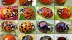 NAJEZDA BUBAMARA U SRBIJI, NISU NI SREĆA NI PARE VEĆ PRAVA ŠTETA! Evo kako da razlikujete mirne od opasnih buba