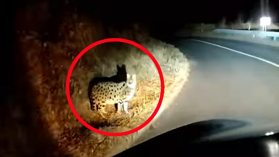 MISTERIOZNI STVOR PROŠETAO NA SEVERU HRVATSKE Pored puta je,  ne boji se automobila, a nikome nije jasno šta je!