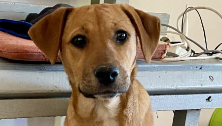 KOMŠIJA MI JE UPUCAO PSA ISPRED KAPIJE! Drama zbog slatke keruše Misti koja je pobedila metak