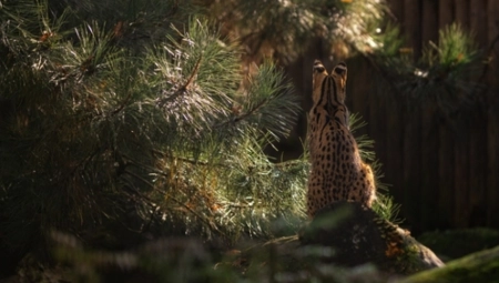 LJUDI U STRAHU Šta noću tumara drumovima u Hrvatskoj?