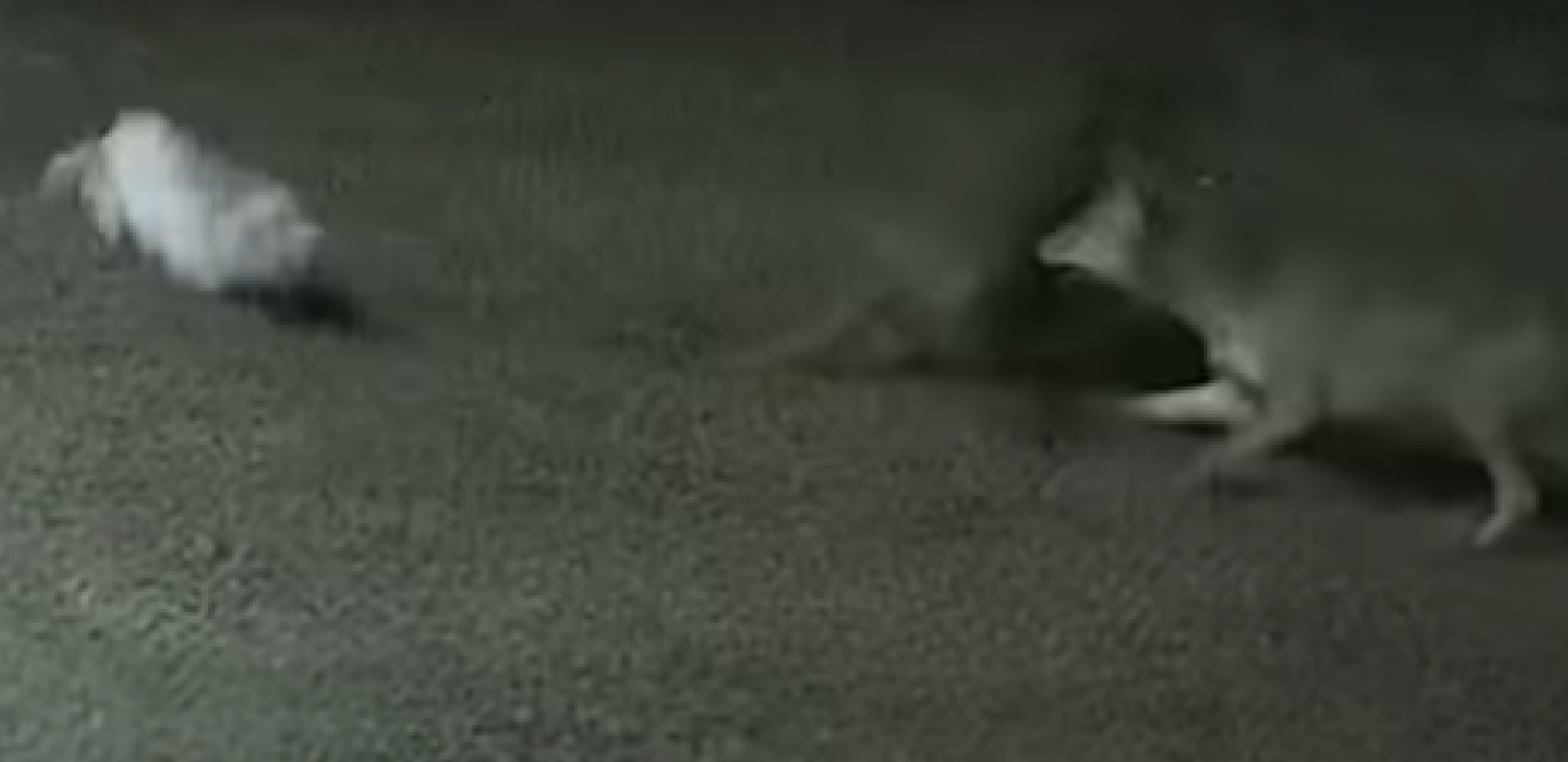 MALOG PSA NAPALA DVA KOJOTA Spasio ga neočekivani heroj - domaća mačka skočila na predatore (VIDEO)