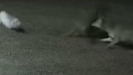 MALOG PSA NAPALA DVA KOJOTA Spasio ga neočekivani heroj - domaća mačka skočila na predatore (VIDEO)