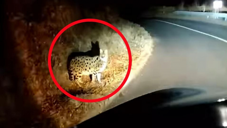 DIVLJA ŽIVOTINJA IZ AFRIKE PRESTRAVILA MEŠTANE Panika u Hrvatskoj, stručnjaci otkrili o kojoj je zveri reč i kako je dospela tu (VIDEO)