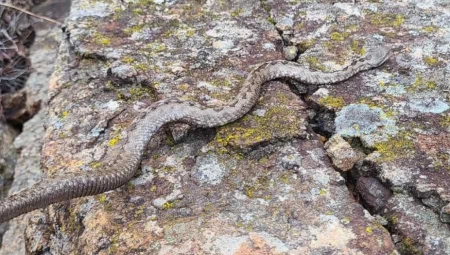INVAZIJA POSKOKA USRED ZIME Ovoliki broj zmija nikad nije viđen u ovo doba godine (FOTO)