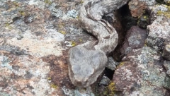 "NE TREBA IZIGRAVATI INDIJANU DŽONSA, AKO KRENE POSKOK NA VAS MORATE..." Biolog Beogradskog zoo-vrta UPOZORAVA: "Imate četiri sata da nađete protivotrov!"