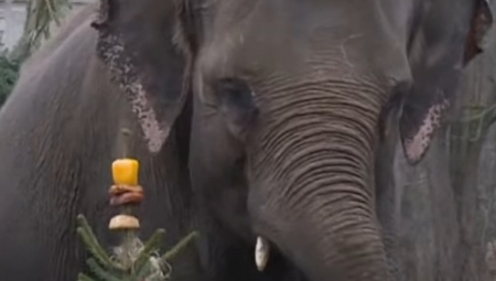 SNIMAK KOJI ĆE RASTOPITI I NAJTVRĐA SRCA Evo kako životinje u berlinskom zoo-vrtu slave nakon Nove godine (VIDEO)