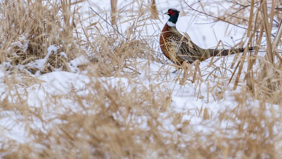 PTIČJI GRIP U MAĐARSKOJ Podtip H5N1 otkriven na farmi fazana