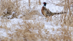 PTIČJI GRIP U MAĐARSKOJ Podtip H5N1 otkriven na farmi fazana