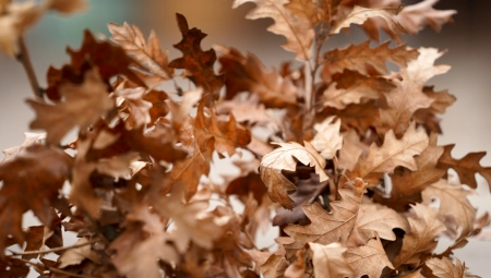 SVAKI DAN BOŽIĆA IMA SVOJE IME Šta treba da uradite drugog dana, u Vojvodini imaju poseban običaj