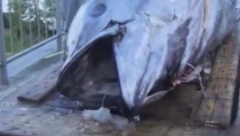 ULOVLJENA RIBA OD 238 KILOGRAMA! Prodata za 789.000 dolara, evo kako izgleda (VIDEO)