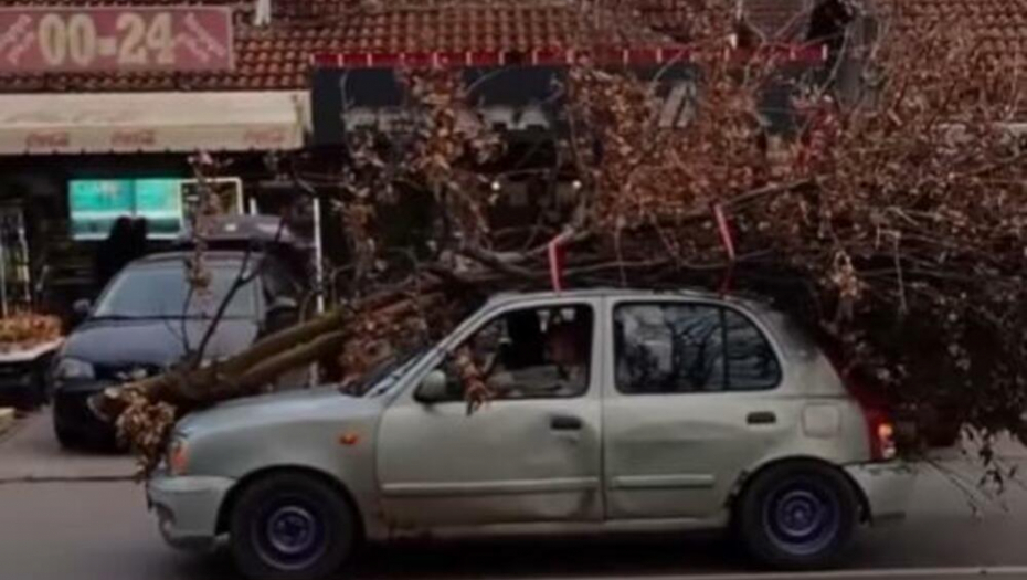 ZEMUNAC CELO DRVO STAVIO NA KROV Pošao po badnjak, svi u Prvomajskoj stali da ga vide, trešti muzika (VIDEO)