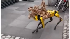 TAMAN KAD MISLITE DA STE SVE VIDELI....Srbin po badnjak sa ROBOTOM! Nek vide Švajcarci kako to radi Ljubiša (VIDEO)