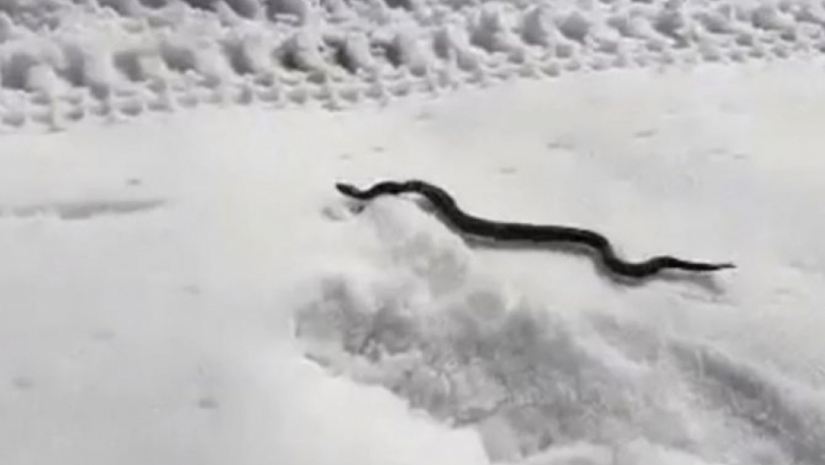 ZMIJE ISPUZALE USRED ZIME, KAD IM VREME NIJE Narod veruje da ovo nije dobar znak