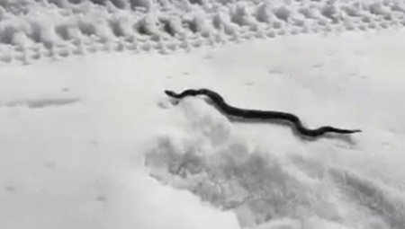 ZMIJE ISPUZALE USRED ZIME, KAD IM VREME NIJE Narod veruje da ovo nije dobar znak