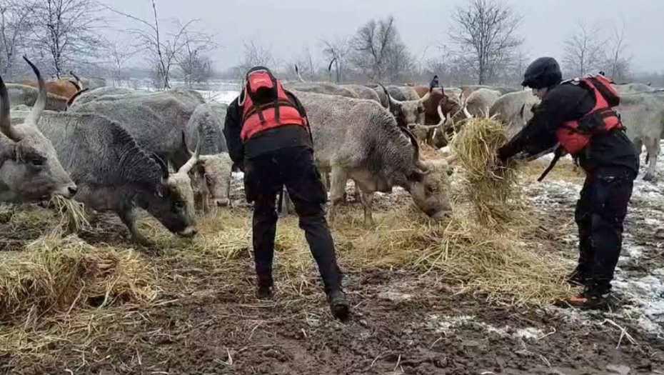 GOVEDA SU NA BROJU, ALI KONJE JOŠ NE MOGU DA POHVATAJU Drama zbog životinja sa Krčedinske ade i dalje traje