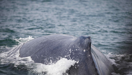 NAUČNICI 20 MINUTA RAZGOVARALI SA GRBAVM KITOM Evo šta su poručila gigantska stvorenja