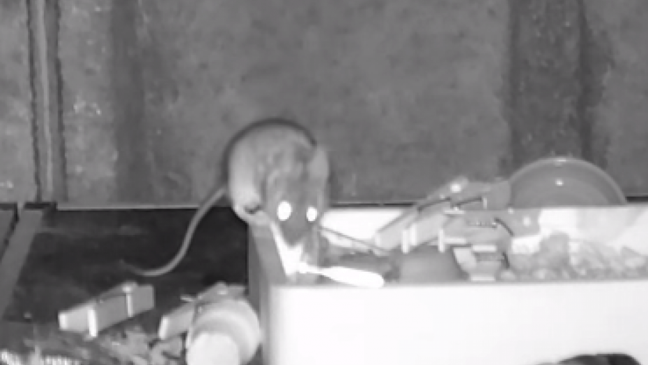 SPREMAČICA BROJ JEDAN Miš mu svaku noć sređivao radni sto u šupi (VIDEO)