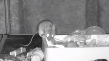 SPREMAČICA BROJ JEDAN Miš mu svaku noć sređivao radni sto u šupi (VIDEO)
