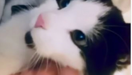 JEZIVO! "DROGIRALI SU MAČE DA BI GA KORISTILI ZA PROŠENJE" Influenserka otkrila strašnu priču, sad traži pomoć (VIDEO)