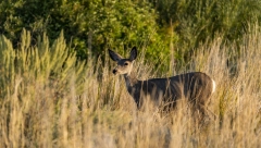 MRTVE SRNE PRONAĐENE KOD KULE Sumnja se da je OTROV razlog uginuća životinja