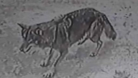 VUK NAPAO DEVOJČICU! Ljudima savetovano da nikako ne idu na OVO MESTO!