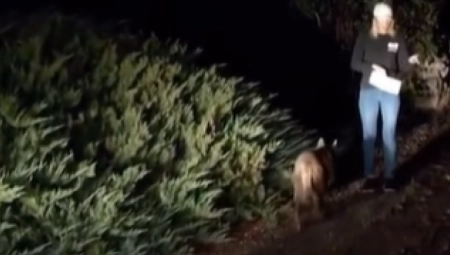 NOVINARKA JE SNIMALA PRILOG KAD JE KA NJOJ IZ MRAKA KRENULA DIVLJA ŽIVOTINJKA Ukočila se, a kako i ne ŠTA JE OVO ČOVEČE?