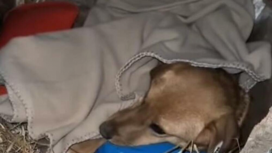 INTERNET SE "ISTOPIO"  POSLE OVOG SNIMKA Srbin dao promrzloj kuci ćebe i termofor da se ugreje, a ona... PRESLATKO