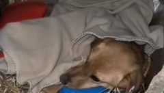 INTERNET SE "ISTOPIO"  POSLE OVOG SNIMKA Srbin dao promrzloj kuci ćebe i termofor da se ugreje, a ona... PRESLATKO