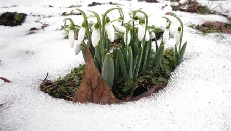 PA DOBRO, DA LI JE OVO NORMALNO?  U Topoli usred zime procvetale visibabe, priroda se načisto zbunila (FOTO)