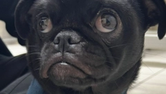 KAD TE LJUBIMAC ŠOKIRA Vlasnici odveli psa kod veterinara, evo šta mu je našao u stomaku