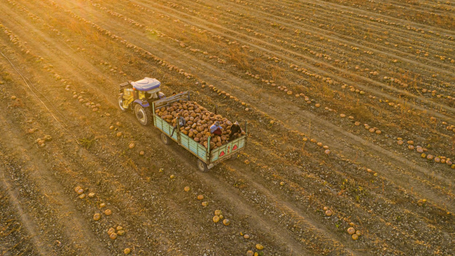VRANJANAC ZA 6.000 DINARA KUPIO SEME SA ISLANDA, A SAD... Oko njegovih plodova mušterije se OTIMAJU