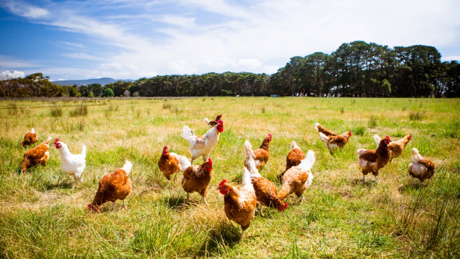 ZABRINUTI GRAĐANI Ukrajinski kralj pilića gradi farme u Hrvatskoj