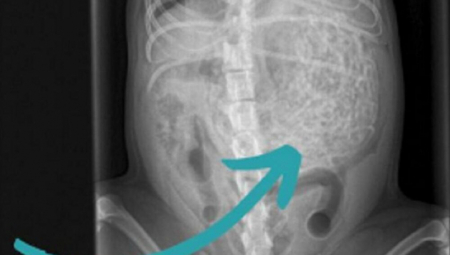 PRIMETILI SU DA SA NJIHOVIM PSOM NEŠTO NIJE U REDU Kada su ga odveli na ultrazvuk, zaprepastili su se (FOTO)