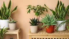 NE DRŽITE JE U KUĆI Ovu sobnu biljku odmah izbacite, unosi razdor među članove porodice