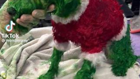 "OVO JE MUČENJE ŽIVOTINJA" Devojka ofarbala psa u zeleno da liči na Grinča, pa je linčovali na mrežama (VIDEO)