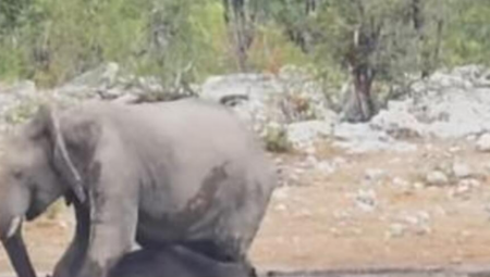 HAOS NA SAFARIJU Slon se umešao u tuču lava i nosoroga, pa izvukao deblji kraj (VIDEO)