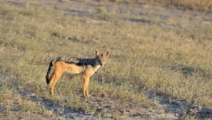 BEOGRAĐANIN SNIMIO DIVLJU ZVER U tom kraju ih ima dosta - "Noću čujemo jezive zvukove"